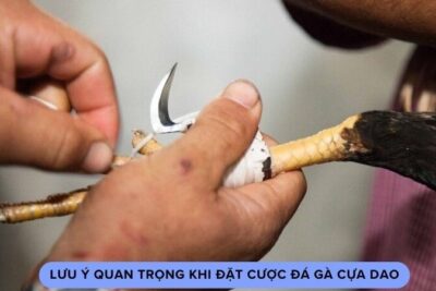 Tìm Hiểu Chi Tiết Về Thể Loại Đá Gà Cựa Dao Tại Đá Gà MCW