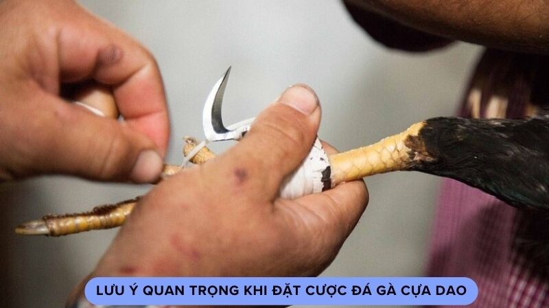 Lưu ý quan trọng khi đặt cược đá gà cựa dao