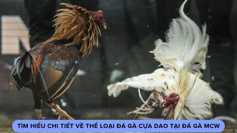 Đá gà cựa dao là gì?